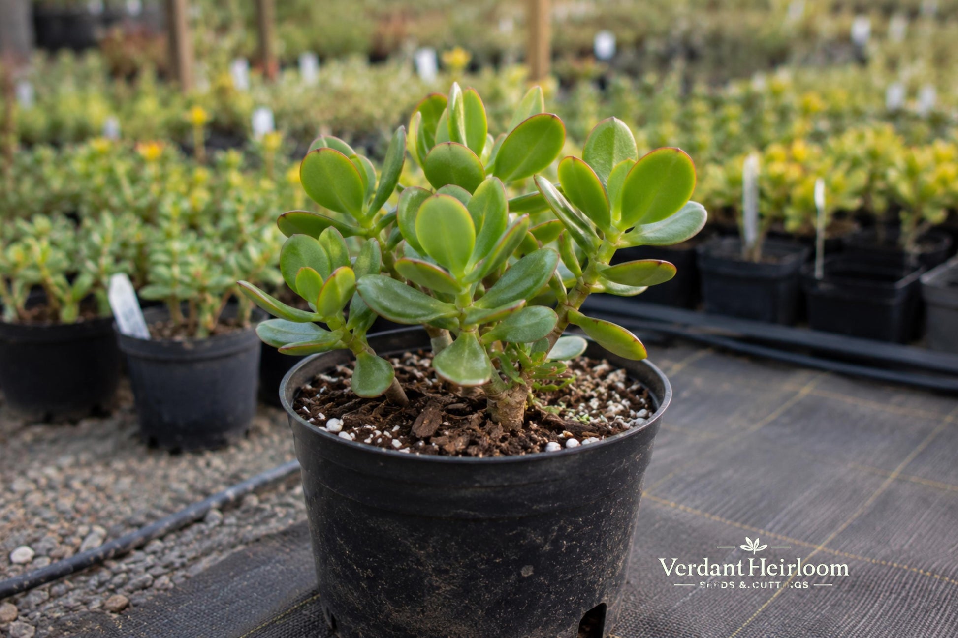 Jade Plant Leaf Cuttings – Crassula ovata Succulent Propagation 12 Live Dormant Leaflets