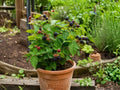 Prime-Ark Freedom Blackberry Starter Plug – Thornless Fruit Vine, 3-4 Inches, Rubus sp., Edible Garden, Perennial, Full Sun