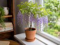 Amethyst Falls Wisteria Starter Plant – Native Purple Flowering Vine for Trellis & Garden – Wisteria frutescens