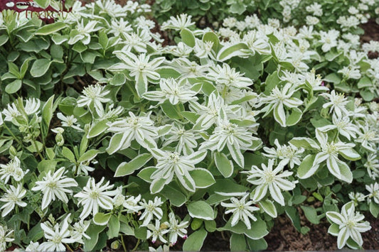 Mountain Snow Seeds – Euphorbia marginata, Annual Flowering Plant with White-Edged Green Foliage, Garden Bed & Border Plant