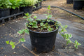 Wintercreeper Euonymus fortunei Cuttings – 12 Live Dormant Evergreen Groundcover & Climbing Vine