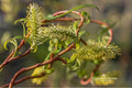 Scarlet Curls Willow Plant Bare Root Salix matsudana ‘Scarlet Curls’ Ornamental Tree with Twisted Branches