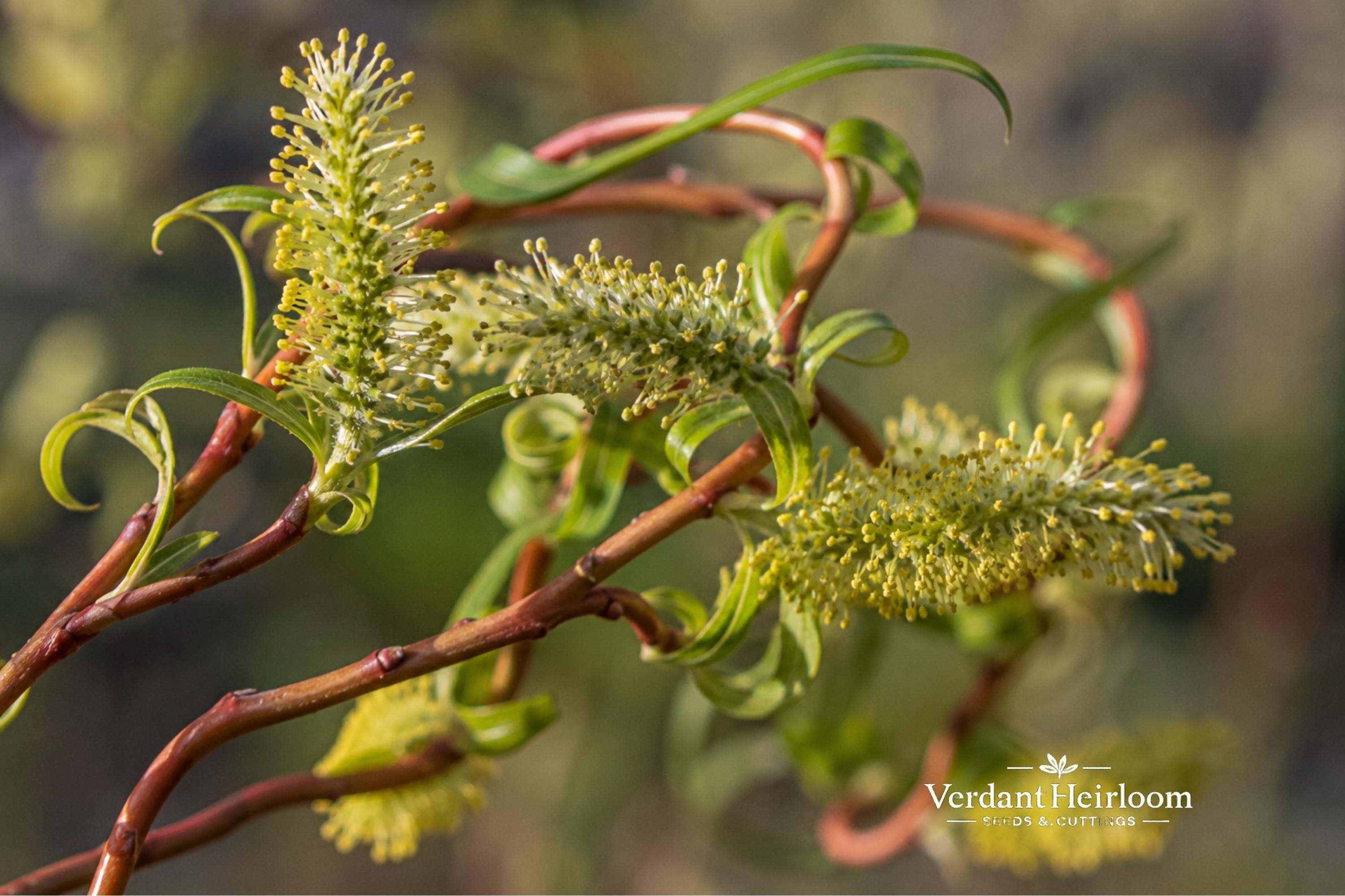 Scarlet Curls Willow Plant Bare Root Salix matsudana ‘Scarlet Curls’ Ornamental Tree with Twisted Branches
