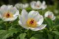 Japanese Woodland Peony Seeds | Rare Paeonia japonica | White Blooms, Golden Centers, Shade-Loving Perennial