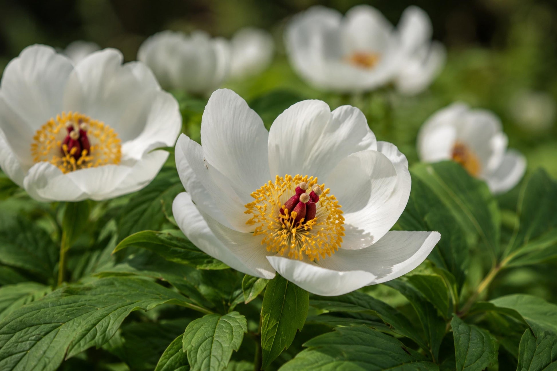 Japanese Woodland Peony Seeds | Rare Paeonia japonica | White Blooms, Golden Centers, Shade-Loving Perennial