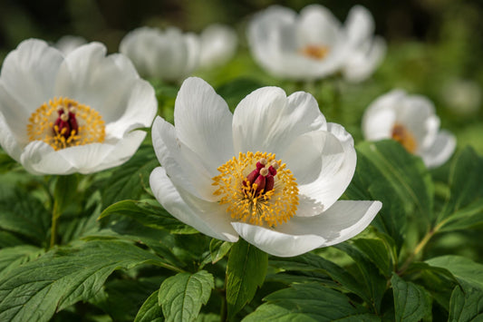 Japanese Woodland Peony Seeds | Rare Paeonia japonica | White Blooms, Golden Centers, Shade-Loving Perennial