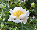 Peony Root Division Moon of Nippon White Yellow Japanese Style Herbaceous Perennial