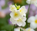 Freesia White Wonder Collection 30 Bulbs – Fragrant White Spring Flowers for Gardens & Containers – Freesia Hybrids