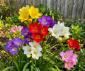 Freesia Bulbs Sunny Day Collection – Fragrant Mixed Spring Flowers for Gardens & Containers – Freesia Hybrids