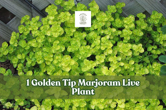 Golden Tip Marjoram Live Plant Plug – Culinary Herb Starter, Origanum majorana ‘Aureum’, Compact, Fragrant, Green to Golden Foliage