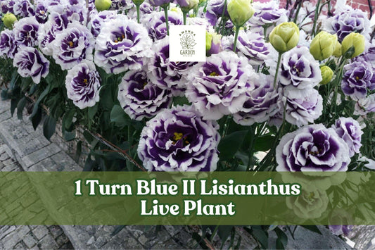 Lisianthus Live Plant Plug - Turn Blue II, Eustoma grandiflorum, Ruffled Blue-Purple Blooms, Starter in 1" Pot