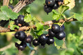 Jostaberry Gooseberry Unrooted Cuttings – Ribes × nidigrolaria, Berry Shrub, Edible Dark Berries, Perennial, USDA Zones 3–8
