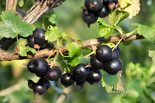Jostaberry Gooseberry Unrooted Cuttings – Ribes × nidigrolaria, Berry Shrub, Edible Dark Berries, Perennial, USDA Zones 3–8
