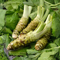 Japanese Wasabi Seeds – 5 Pack, Wasabia japonica, Rare Perennial Herb for Shade Gardens, Moist Soil, Non-GMO