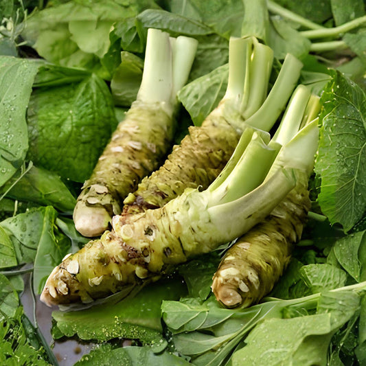 Japanese Wasabi Seeds – 5 Pack, Wasabia japonica, Rare Perennial Herb for Shade Gardens, Moist Soil, Non-GMO