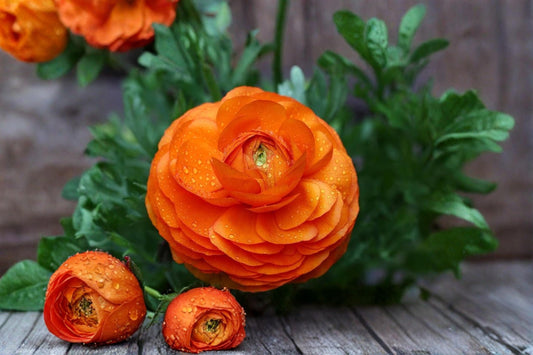 Orange Ranunculus Bulbs – Ranunculus asiaticus Flowering Plant for Garden Beds & Containers, 10 Bulbs