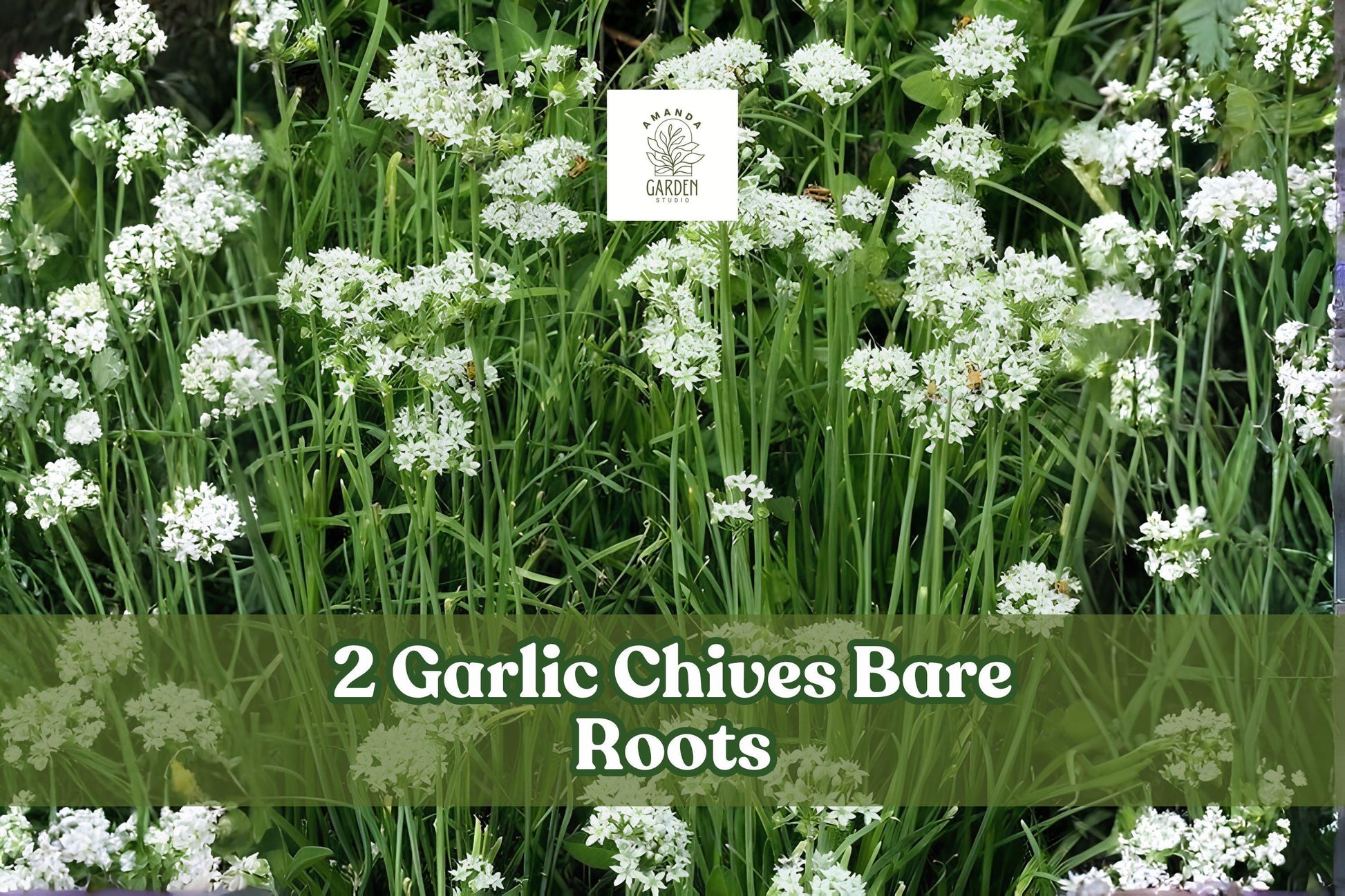 2 Garlic Chives Bare Roots Allium Tuberosum Culinary Herb Plant for Garden, Container, Pollinator Garden