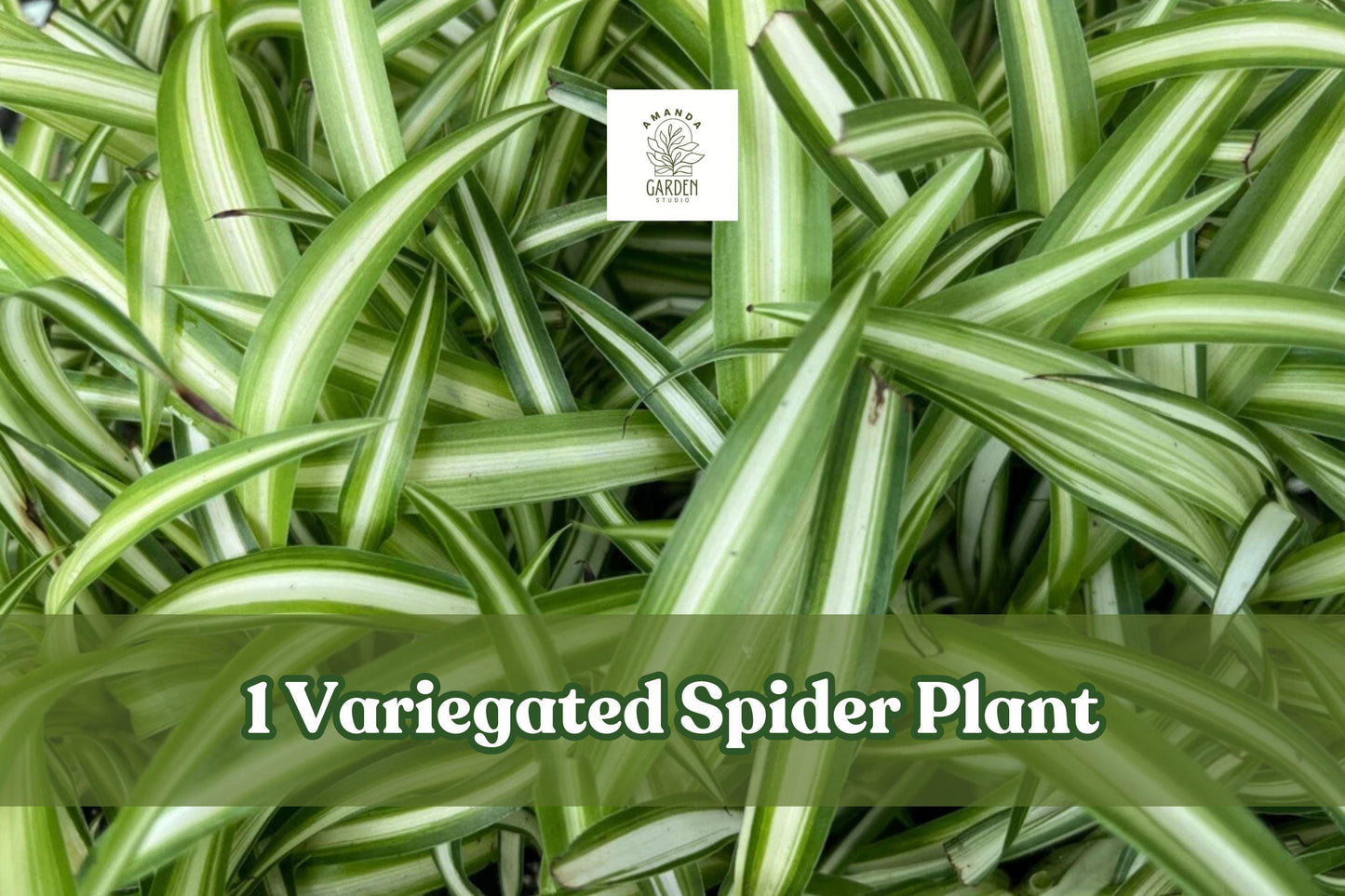 Variegated Spider Plant Live Plug, Chlorophytum Comosum, Indoor Houseplant for Hanging Baskets and Shelves