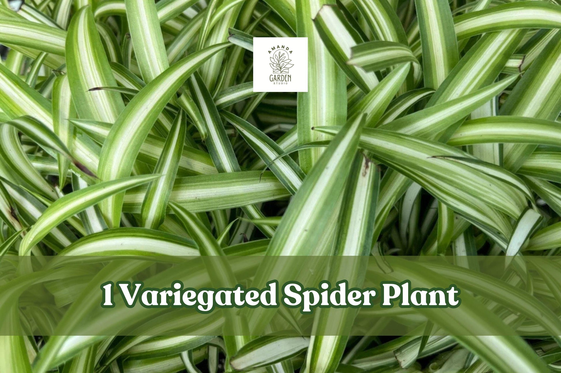 Variegated Spider Plant Live Plug, Chlorophytum Comosum, Indoor Houseplant for Hanging Baskets and Shelves