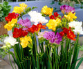 Freesia Berries & Cream Bulbs – Fragrant Spring Flowers in Pink, Violet, White – Freesia Hybrids, 45 Count