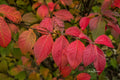 Burning Bush Cuttings 12 Pack – Euonymus alatus Ornamental Shrub for Hedges and Fall Color