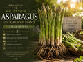 Millennium Asparagus Bare Root Crowns – 5 Pack, Perennial Vegetable, Green Spears, Asparagus officinalis, Cold-Hardy Garden Plant