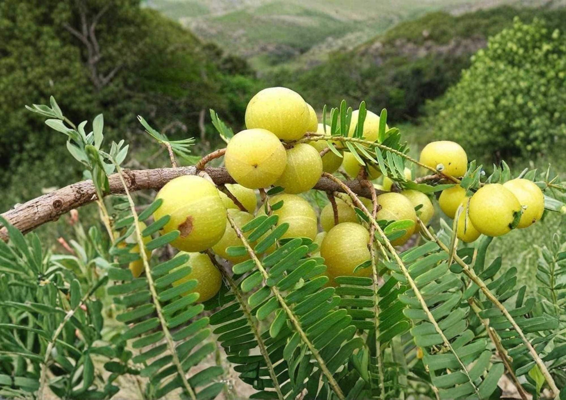 Indian Gooseberry Tree Live Tropical Fruit Plant – Emblica officinalis – Edible Fruit Tree for Garden or Patio