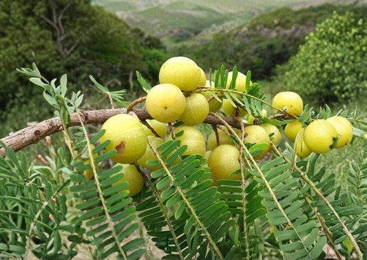 Indian Gooseberry Tree Live Tropical Fruit Plant – Emblica officinalis – Edible Fruit Tree for Garden or Patio