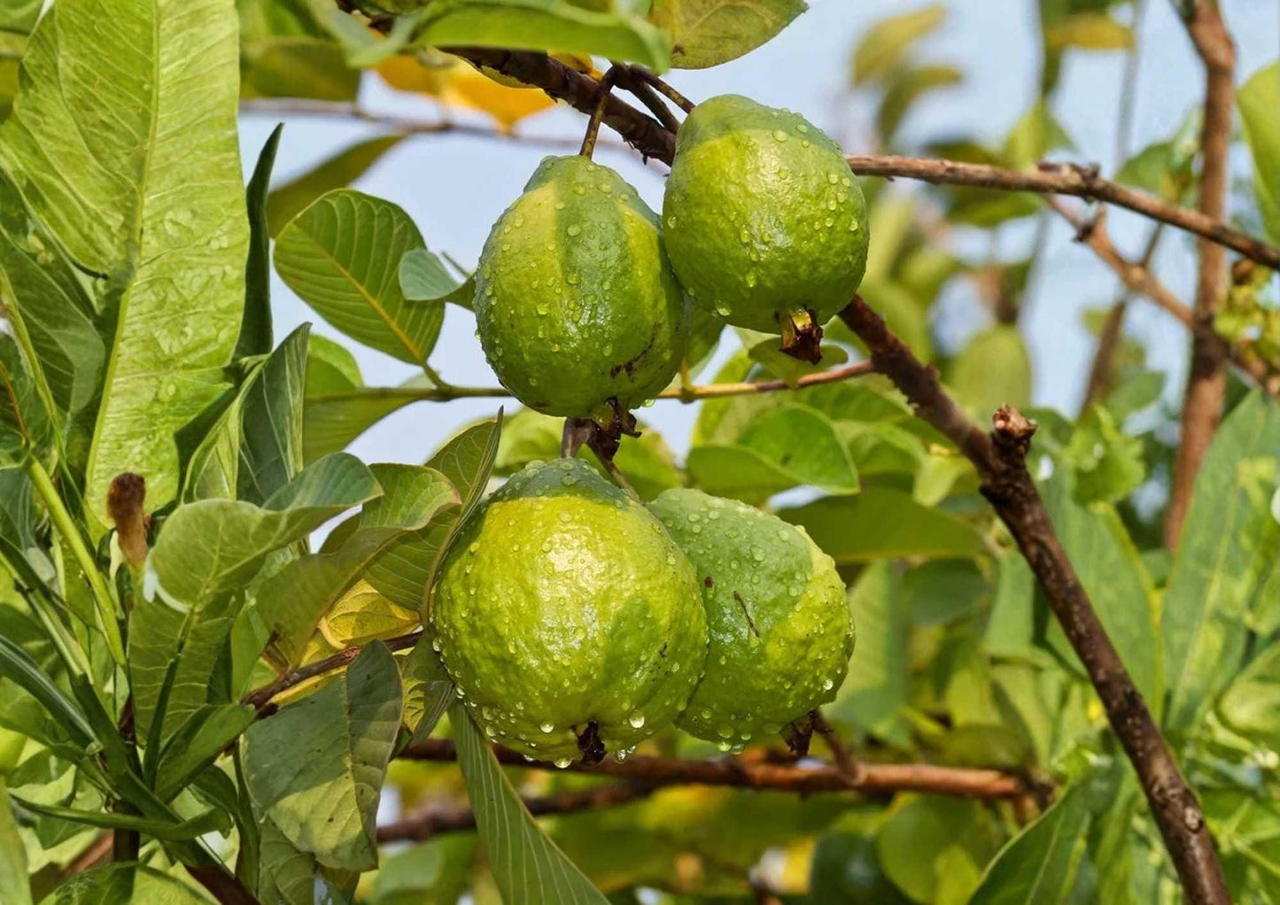 Indonesian Seedless Guava Tree – Live Fruit Tree 12-24 Inch – Psidium guajava – Fresh Stock