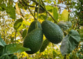 Hass Avocado Live Fruit Tree – Persea americana – 12-24 inch tall – Non-GMO, Organic, Edible Fruit Tree