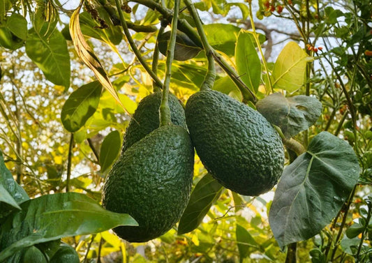 Hass Avocado Live Fruit Tree – Persea americana – 12-24 inch tall – Non-GMO, Organic, Edible Fruit Tree