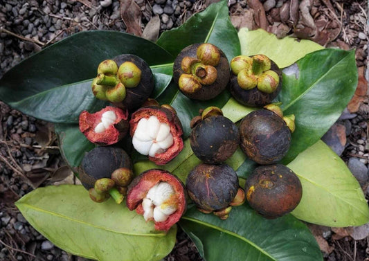 Mangosteen Live Fruit Tree – Garcinia mangostana – 12-24 inch tall – Fast Growing Tropical Fruit Plant