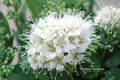 Wedding Cake Spirea Unrooted Cuttings – White Flowering Ornamental Shrub – Spiraea nipponica, 6-8 Inches