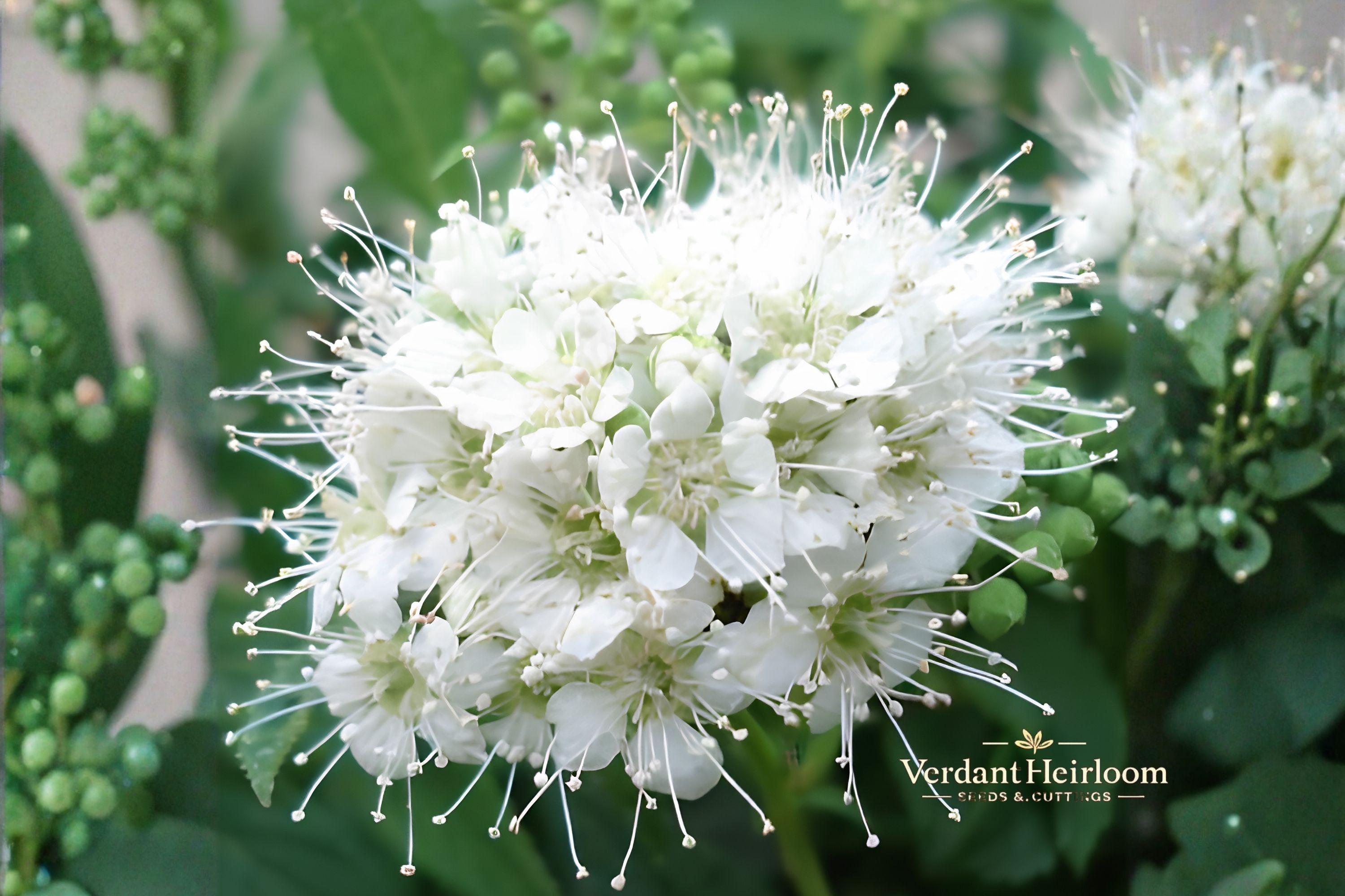 Wedding Cake Spirea Unrooted Cuttings – White Flowering Ornamental Shrub – Spiraea nipponica, 6-8 Inches