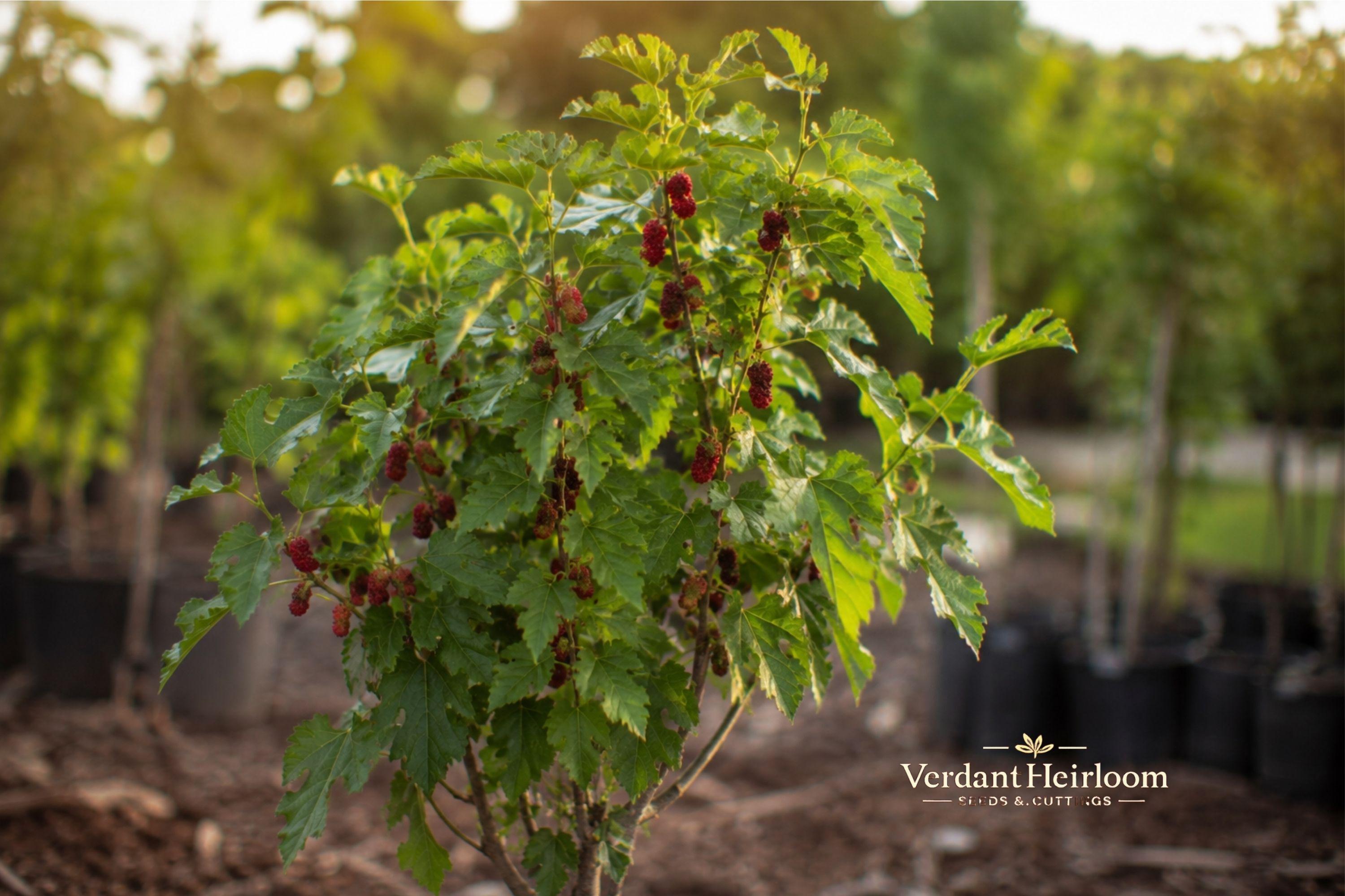 Red Mulberry Tree Cuttings – 12 Unrooted Live Plants, Morus spp., 6–8 Inches, Deciduous Shade & Fruit Tree