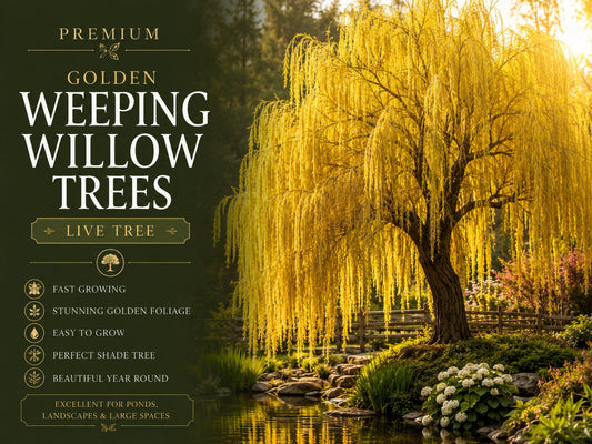 Golden Weeping Willow Live Cuttings – Salix alba, Fast Growing Shade Tree for Landscape, Privacy & Water Features
