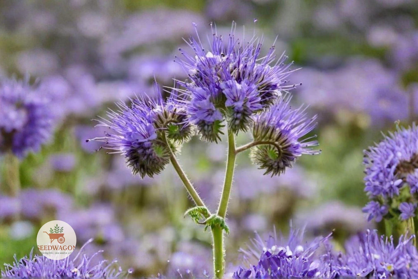 Lacy Phacelia Seeds 100 – Phacelia tanacetifolia Wildflower for Bees & Pollinators, Lavender-purple, Annual Garden Plant