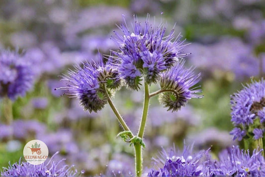 Lacy Phacelia Seeds 100 – Phacelia tanacetifolia Wildflower for Bees & Pollinators, Lavender-purple, Annual Garden Plant
