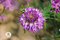 Rocky Mountain Bee Plant Seeds – Cleome serrulata Native Pink Wildflower for Pollinator Gardens, Drought-Tolerant Annual
