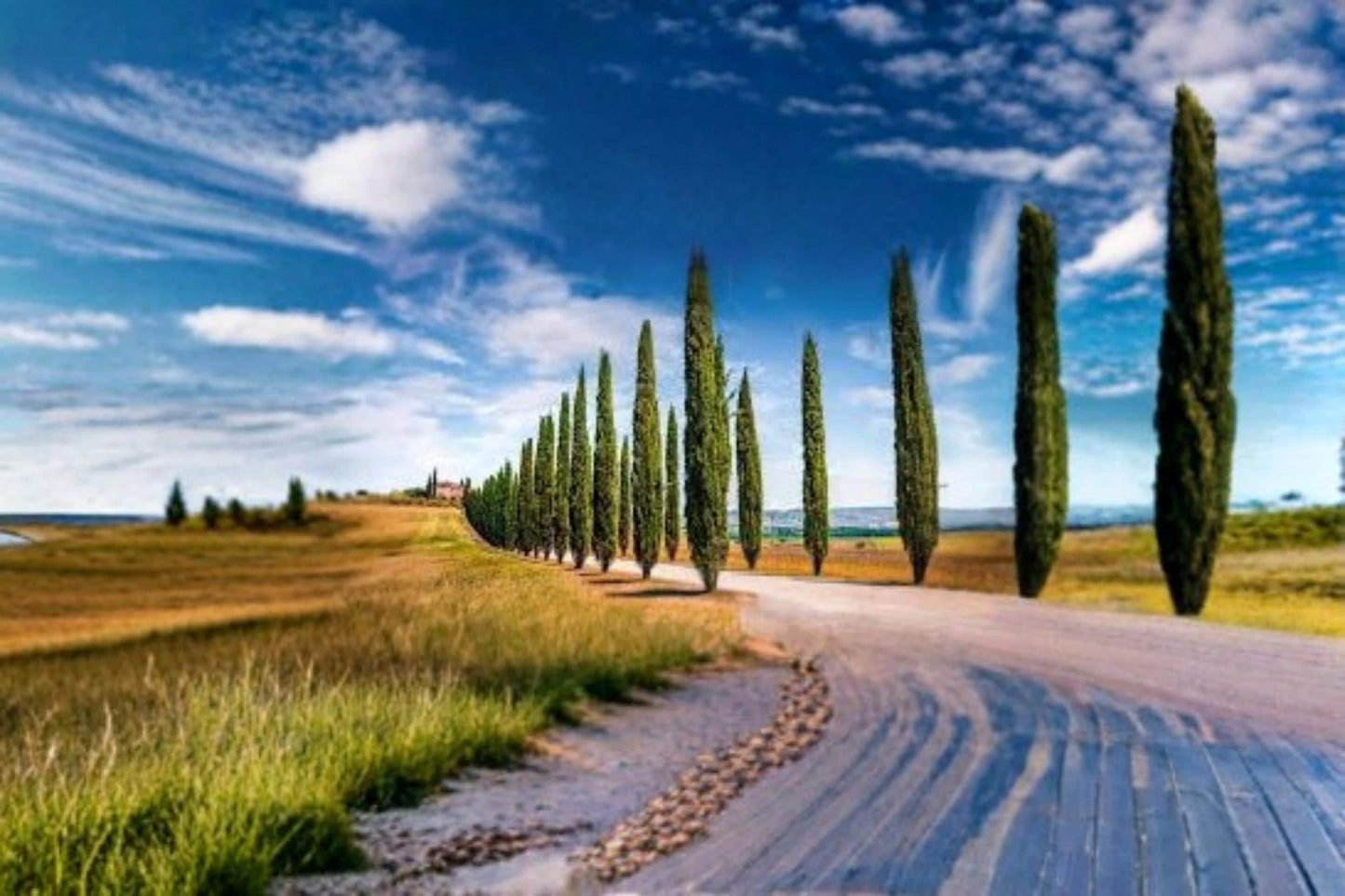 Italian Cypress Seeds 50 Pack - Cupressus sempervirens Evergreen Tree for Landscaping & Windbreaks