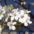 Bradford Pear Live Seedlings Set of 2, Pyrus calleryana Tree Plants, 4–8 Inches, Ornamental Landscape Trees