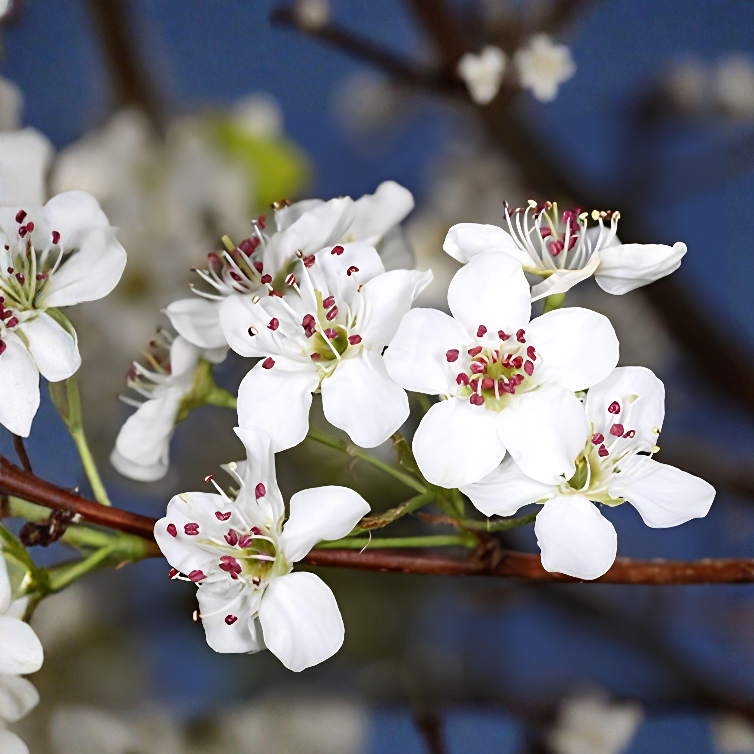 Bradford Pear Live Seedlings Set of 2, Pyrus calleryana Tree Plants, 4–8 Inches, Ornamental Landscape Trees