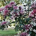 Shooting Star Clerodendrum Cuttings Set of 6 Tropical Flowering Shrubs Clerodendrum quadriloculare