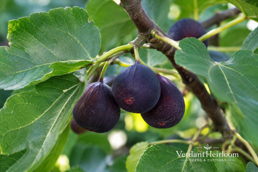 LSU Purple Fig Rooted Cutting – Ficus carica, Compact Fruiting Plant, Dark Purple Figs, Edible Garden, Patio Container Plant