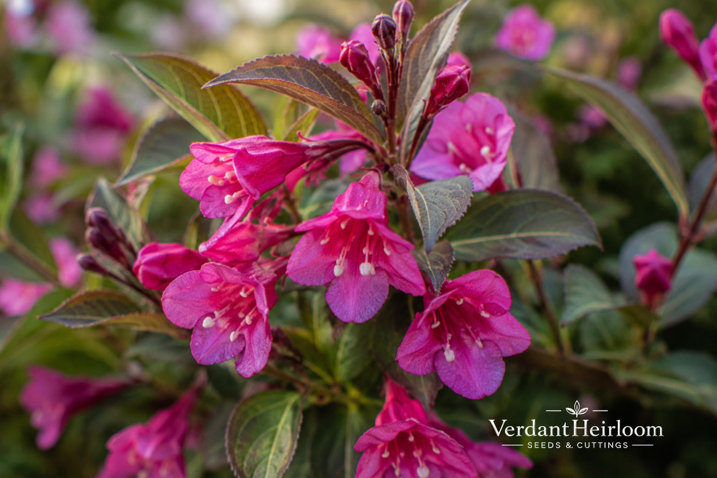 Minuet Weigela Bare Root Plant – Compact Flowering Shrub with Bright Pink Blooms – Weigela florida 'Minuet'