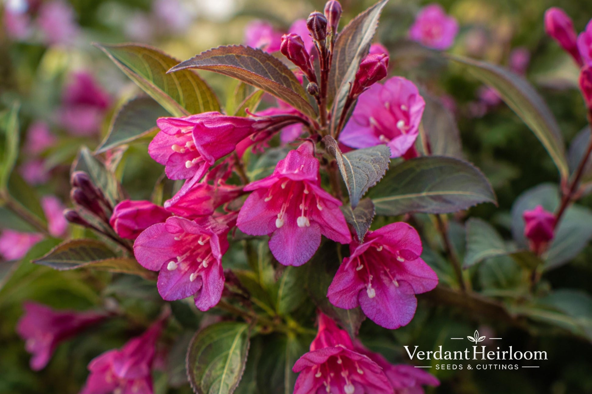 Minuet Weigela Bare Root Plant – Compact Flowering Shrub with Bright Pink Blooms – Weigela florida 'Minuet'