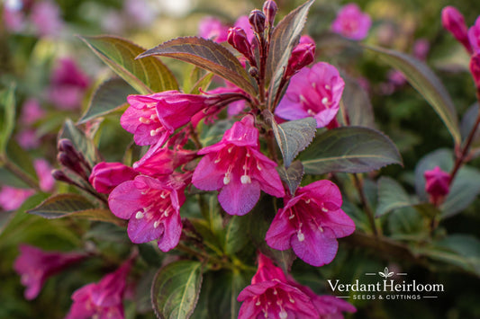 Minuet Weigela Bare Root Plant – Compact Flowering Shrub with Bright Pink Blooms – Weigela florida 'Minuet'