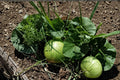 Bushel Gourd Seeds – Lagenaria siceraria Vining Plant for Garden Beds and Outdoor Growing
