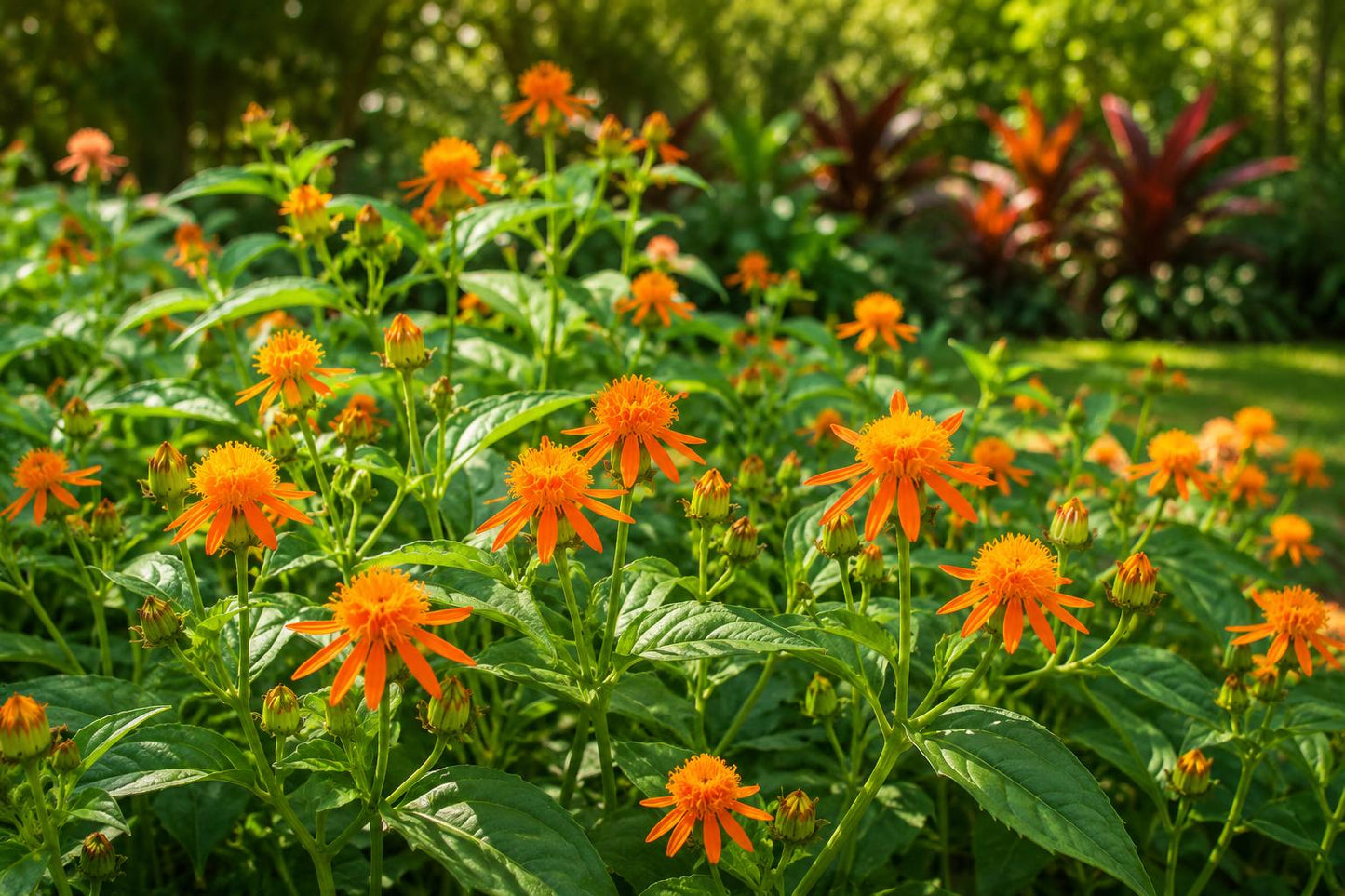 Mexican Flame Vine Seed Packets - Tropical Butterfly Plant with Yellow-Orange Flowers - Senecio confusus