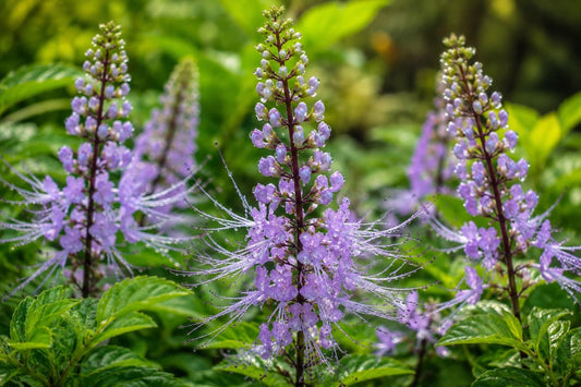 Lavender Cat Whiskers Plant - Live Perennial Orthosiphon stamineus Java Tea with Lavender Blooms for Garden, Border, Container